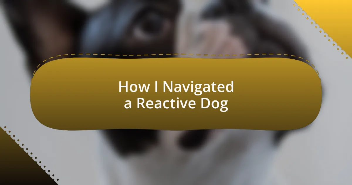 How I Navigated a Reactive Dog