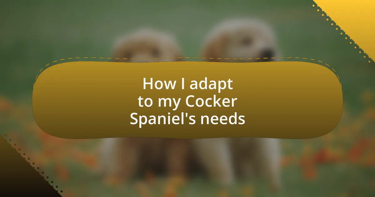 How I adapt to my Cocker Spaniel’s needs