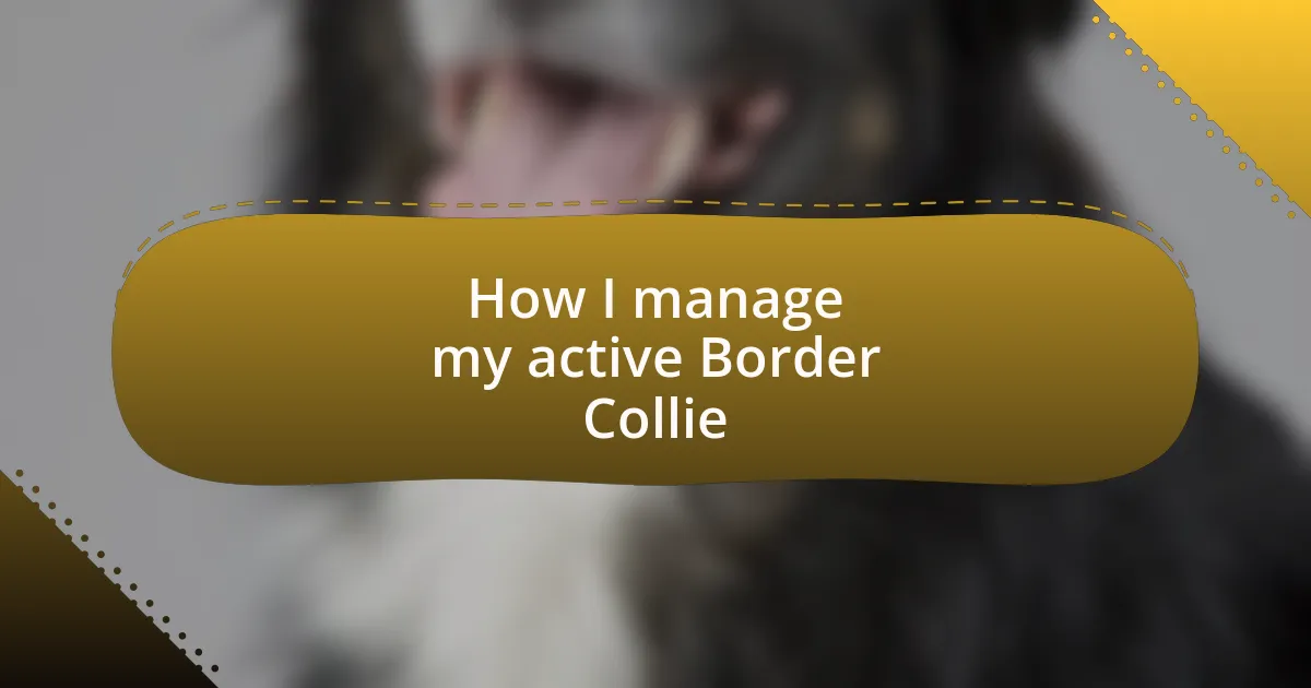How I manage my active Border Collie