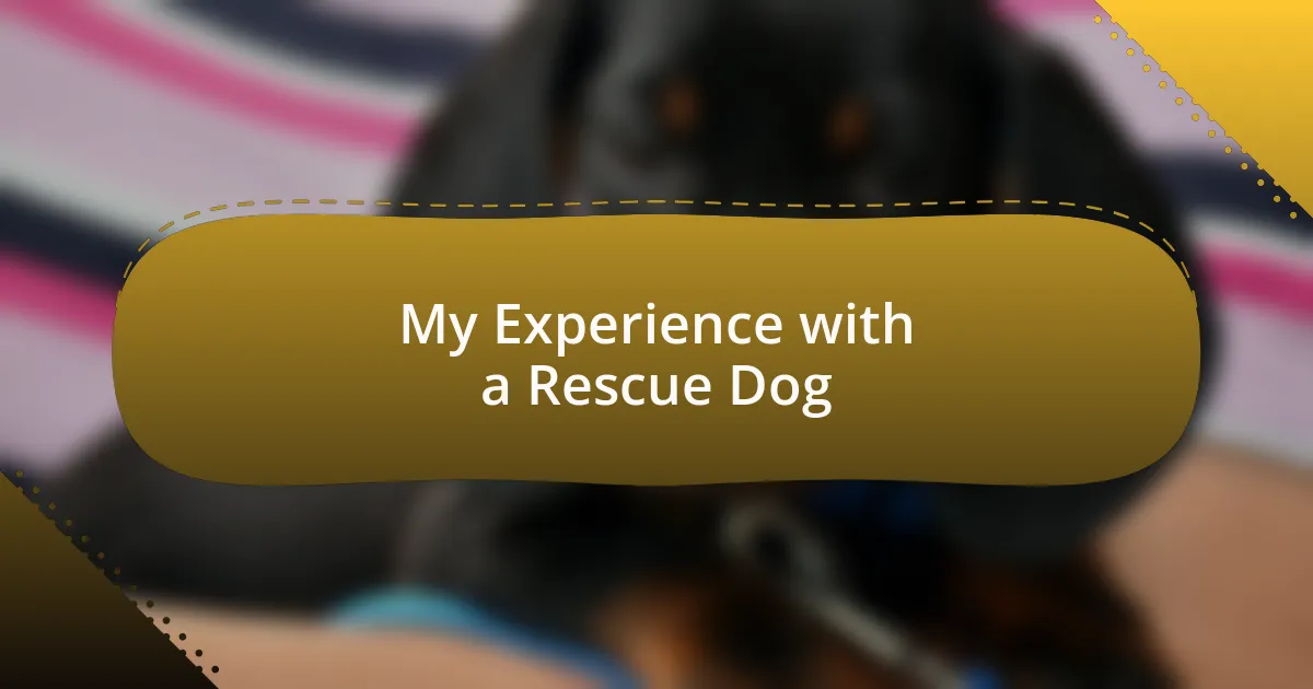 My Experience with a Rescue Dog