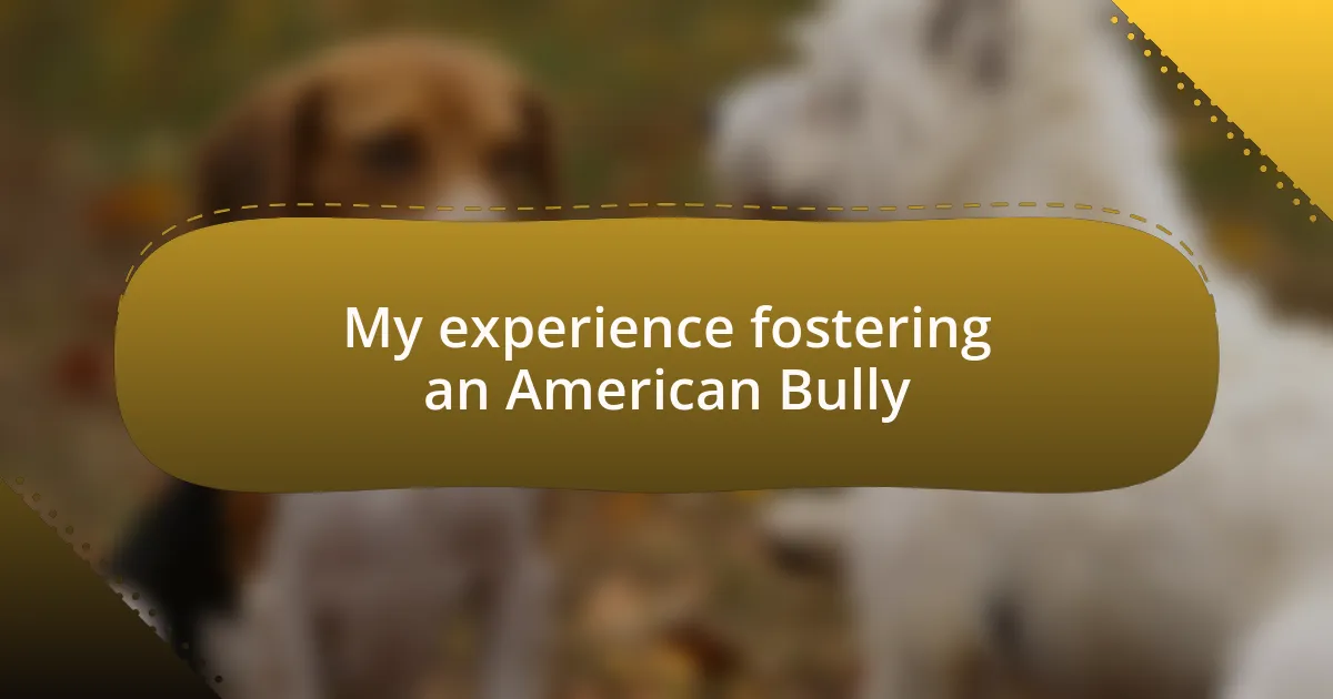 My experience fostering an American Bully