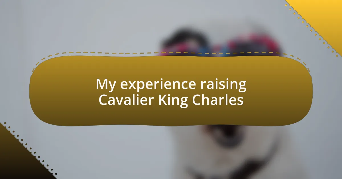 My experience raising Cavalier King Charles