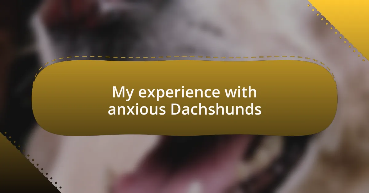 My experience with anxious Dachshunds