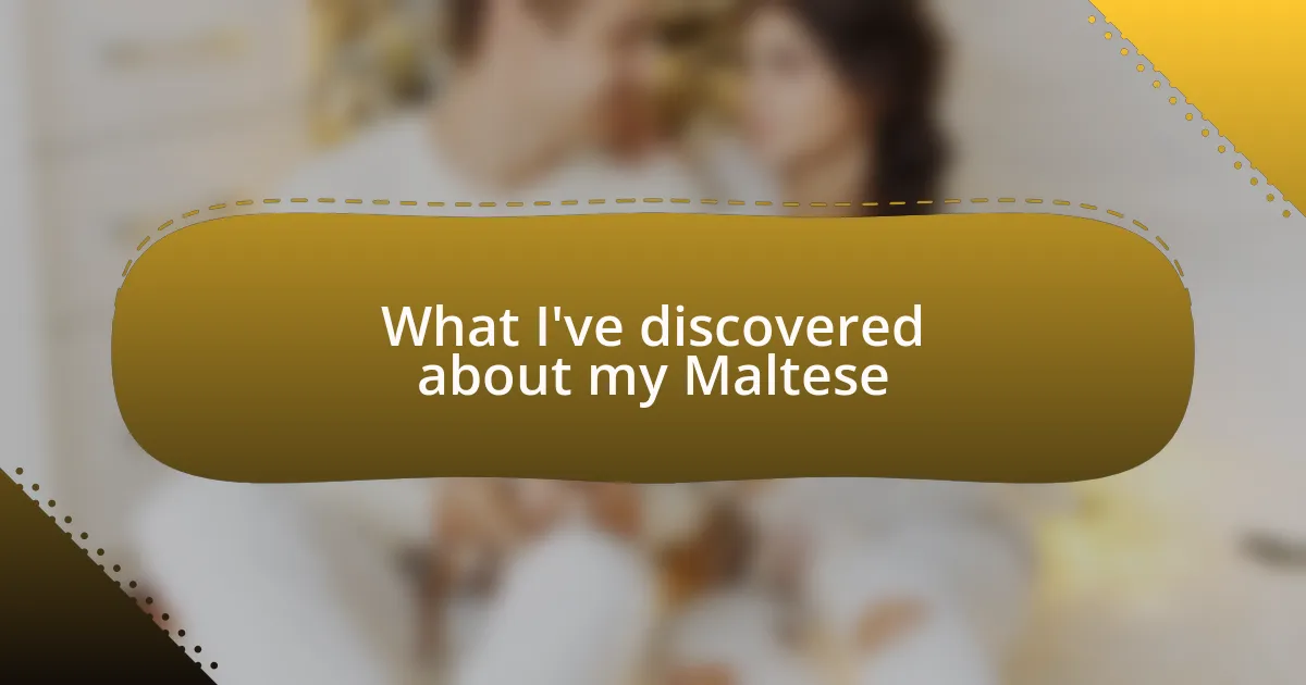 What I’ve discovered about my Maltese